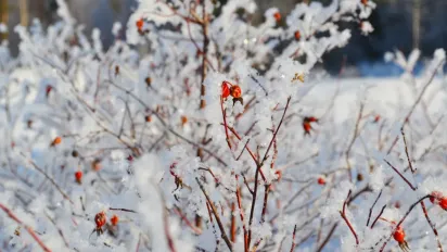 Що не можна і що потрібно зробити 17 грудня 2024: важлива прикмета для батьків - фото