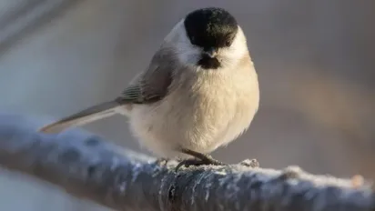 Сьогодні погода в Україні почне змінюватися: прогноз на 18 грудня - фото