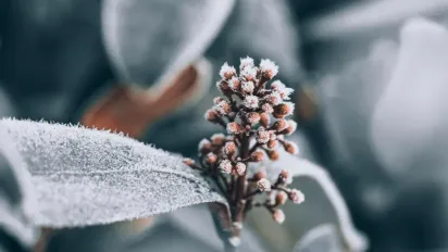 Яке сьогодні свято – 20 грудня 2024 року: традиції, заборони та прикмети - фото