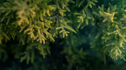 Чи правда, що тую не можна саджати біля будинку: досвід і забобони - фото