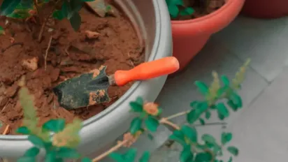 Виростіть цю квітку в будинку з насіння, щоб милуватися нею вже у березні - фото