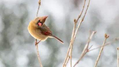 Дощі, сніг і сильний вітер: де в Україні погода буде найгіршою - фото