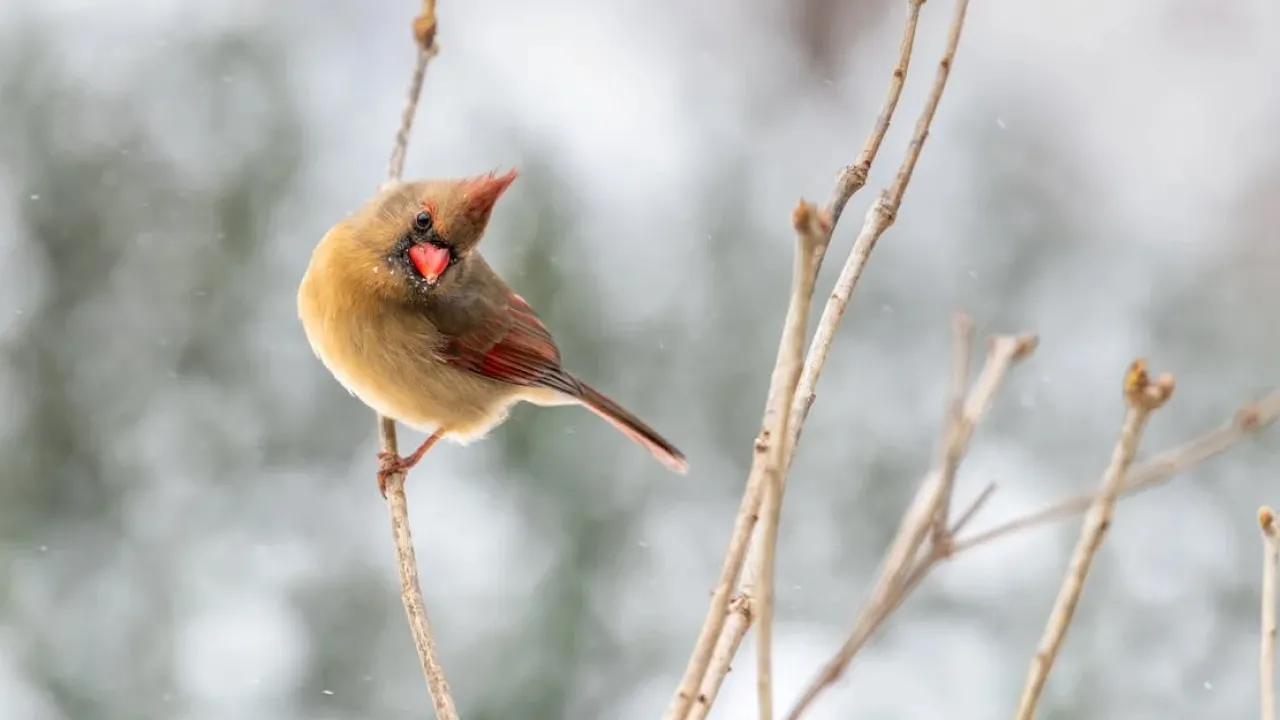 Дощі, сніг і сильний вітер: де в Україні погода буде найгіршою 