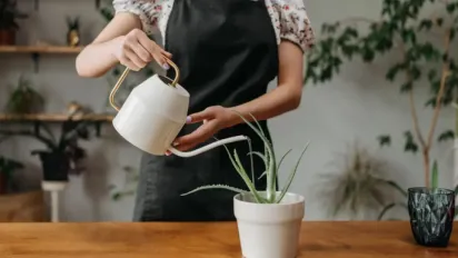 Яким рослинам буде комфортно на кухні, а яким може бути "занадто спекотно" - фото