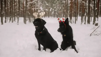 Гороскоп на 24 грудня: що чекає на всі знаки Зодіаку - фото