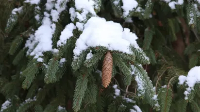 Чи зміниться погода в Україні на Новий рік: прогноз синоптика - фото