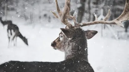 Яка погода чекає на українців у січні 2025: прогноз Укргідрометцентру - фото