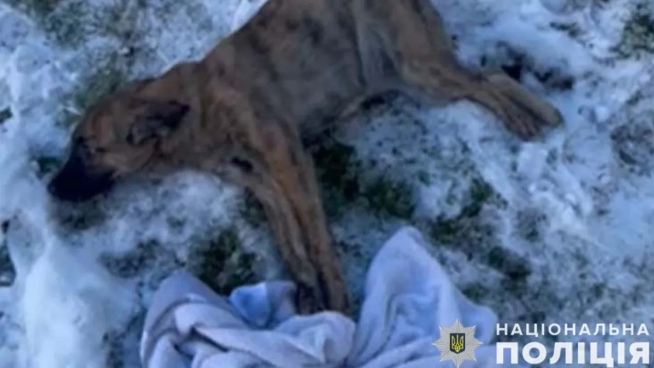 У Тернополі п'яний чоловік викинув собаку з четвертого поверху 