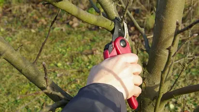 Які дерева можна обрізати взимку: повний список - фото