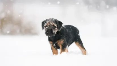 Якою буде погода до 10 січня: прогноз синоптика - фото