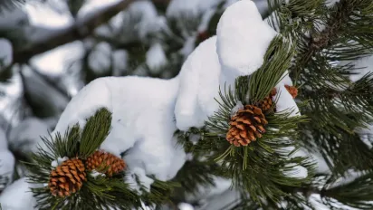 В Україну сунуть снігопади і навіть хуртовини: прогноз на п'ятницю від Укргідрометцентру - фото