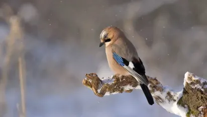 Прогноз погоди на 7 січня: прогноз Укргідрометцентру - фото