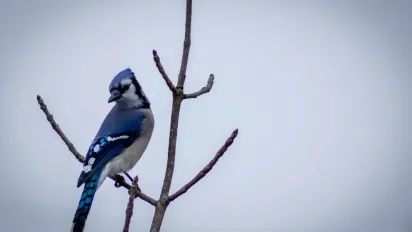 Якою буде погода 9 січня: прогноз синоптика - фото