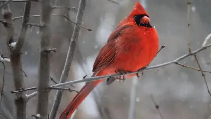Гороскоп на 9 січня 2025 року для всіх знаків зодіаку - фото