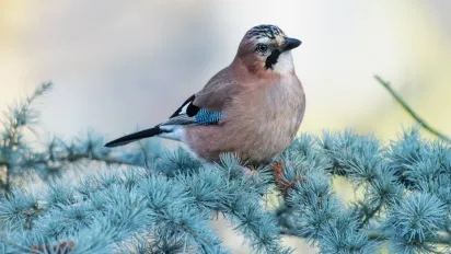 "Розігріє до +14°": прогноз погоди на 9 січня - фото