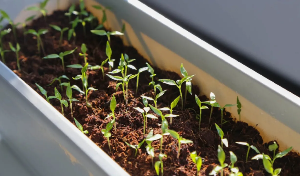 Що додати до ґрунту для розсади, щоб вона була здоровою та міцною 