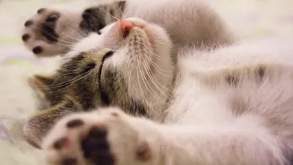 "Температура буде, як у квітні": Україну накриє весняне тепло посеред зими - фото