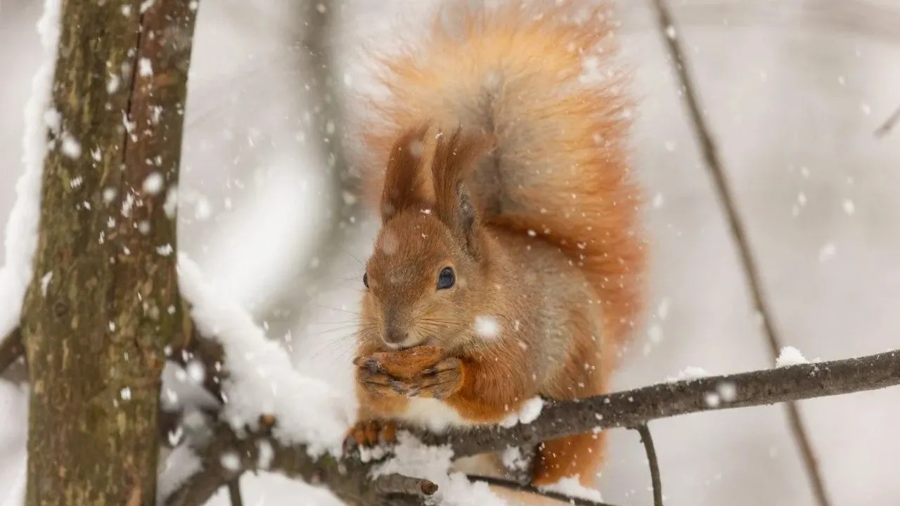 В Україну насувається потужний циклон: прогноз синоптика 