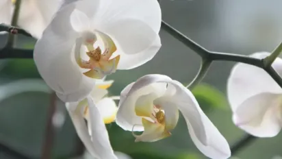 Підживіть орхідею цим засобом і через 2 тижні з'являться перші бутони - фото