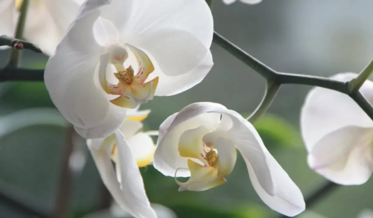 Підживіть орхідею цим засобом і через 2 тижні з'являться перші бутони 
