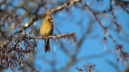 Коли в Україну прийде потепління: названо точну дату - фото