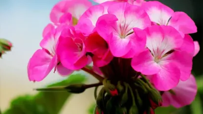 Як повернути герані яскравість та стимулювати цвітіння в взимку: прості способи - фото