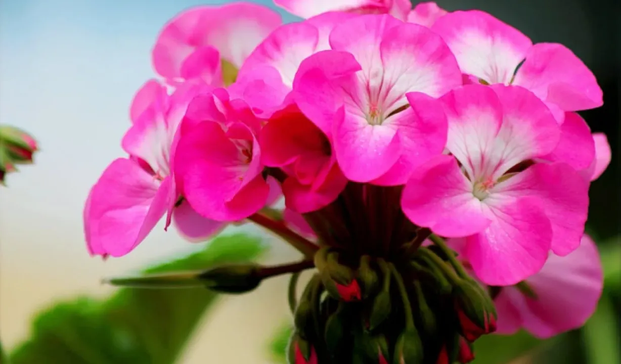 Як повернути герані яскравість та стимулювати цвітіння в взимку: прості способи 