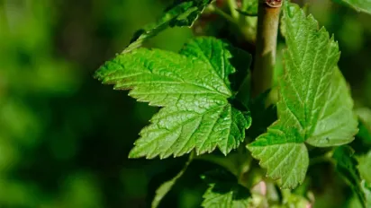 Зимова пора — найкращий час для розмноження кущів смородини: рекомендації дачників - фото