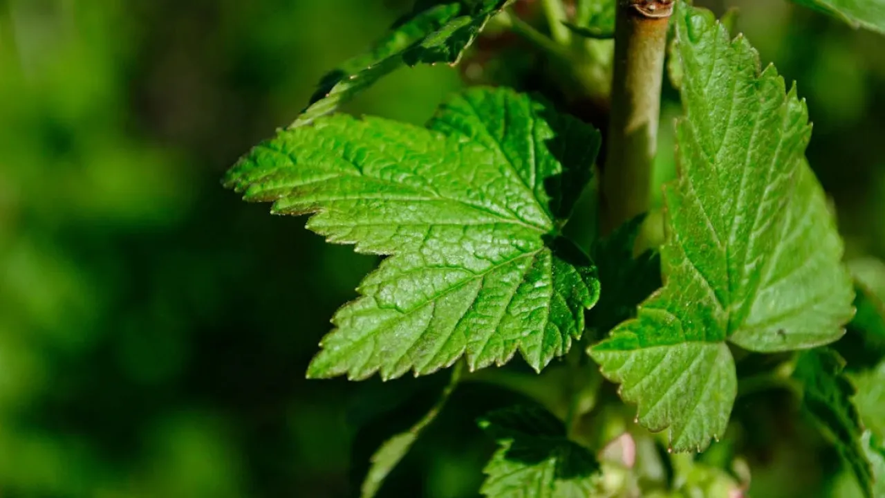 Зимова пора — найкращий час для розмноження кущів смородини: рекомендації дачників 