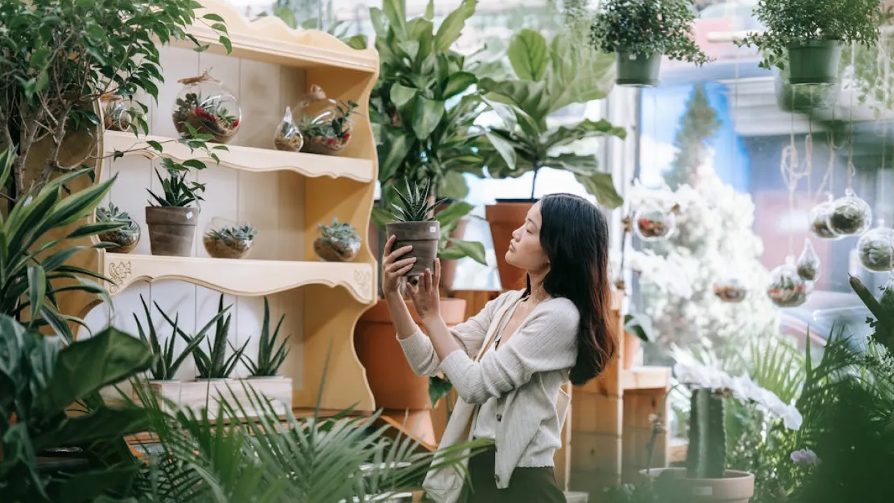 Грошове дерево буде радувати господарів цвітінням, варто лише спробувати ці добрива 