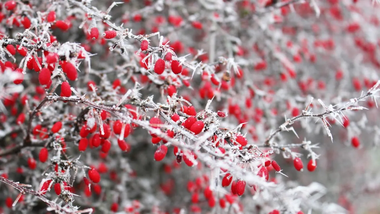 Чи повернуться морози в Україну до кінця січня: прогноз синоптикині 