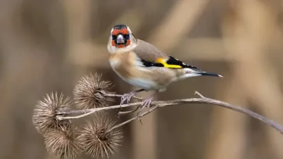 Україну розігріє до +11°: прогноз погоди на найближчі дні - фото