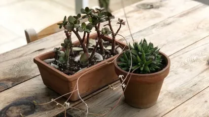 Перелитий сукулент – як врятувати рослину простим способом - фото