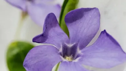 Як виростити ідеальну розсаду петунію і що для цього знадобиться - фото