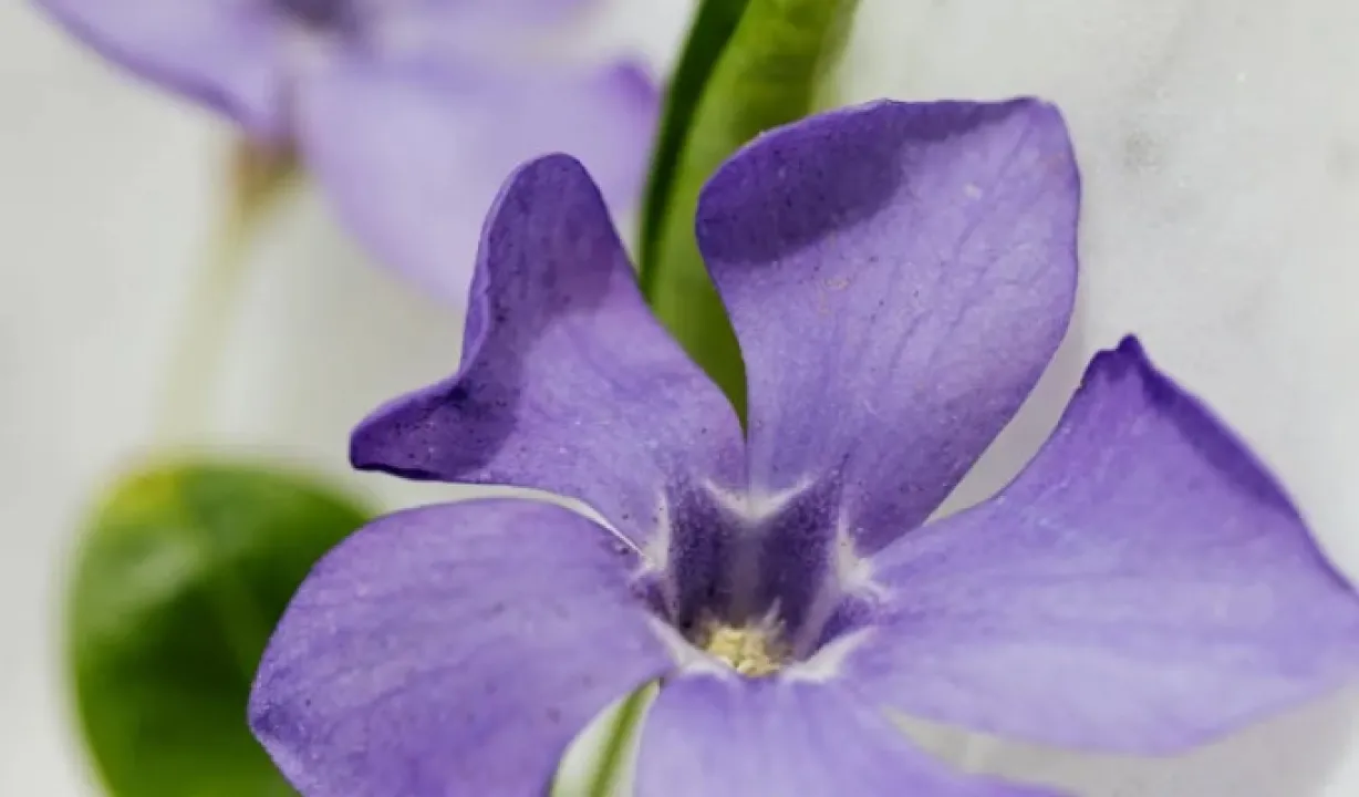 Як виростити ідеальну розсаду петунію і що для цього знадобиться 