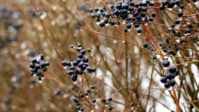 Якою буде погода у лютому 2025: прогноз Укргідрометцентру - фото