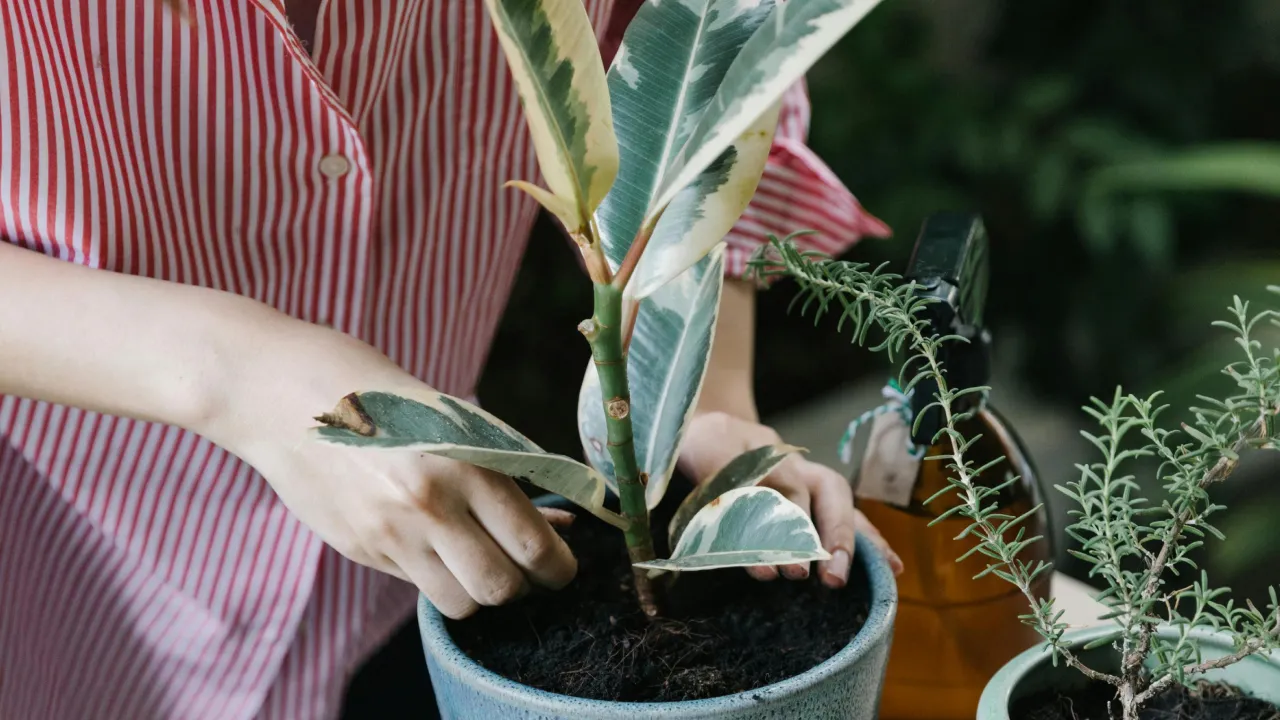 Чому фікус покривається білими плямами: як запобігти проблемі та відновити красу рослини 