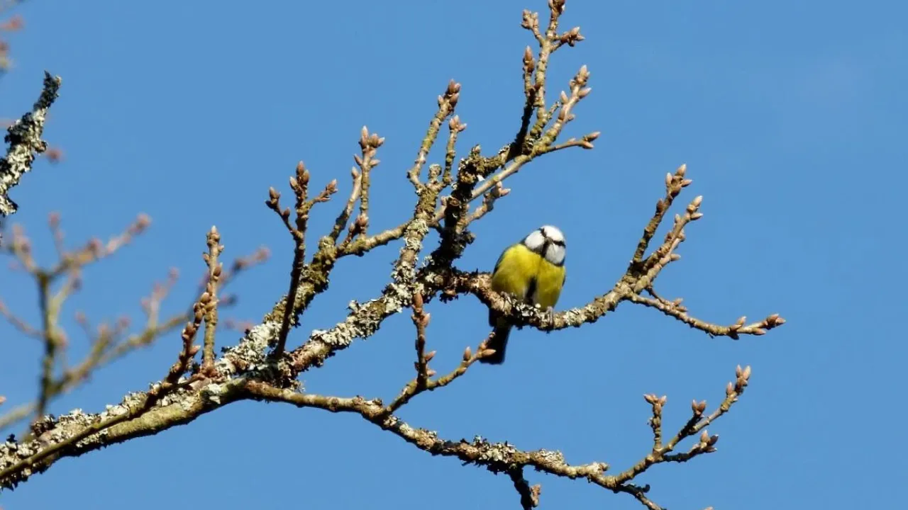 Найближчими днями в Україні очікується пік тепла, - синоптикиня Діденко 
