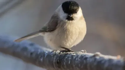 Погода порушить стереотип: прогноз синоптиків на 29 січня - фото