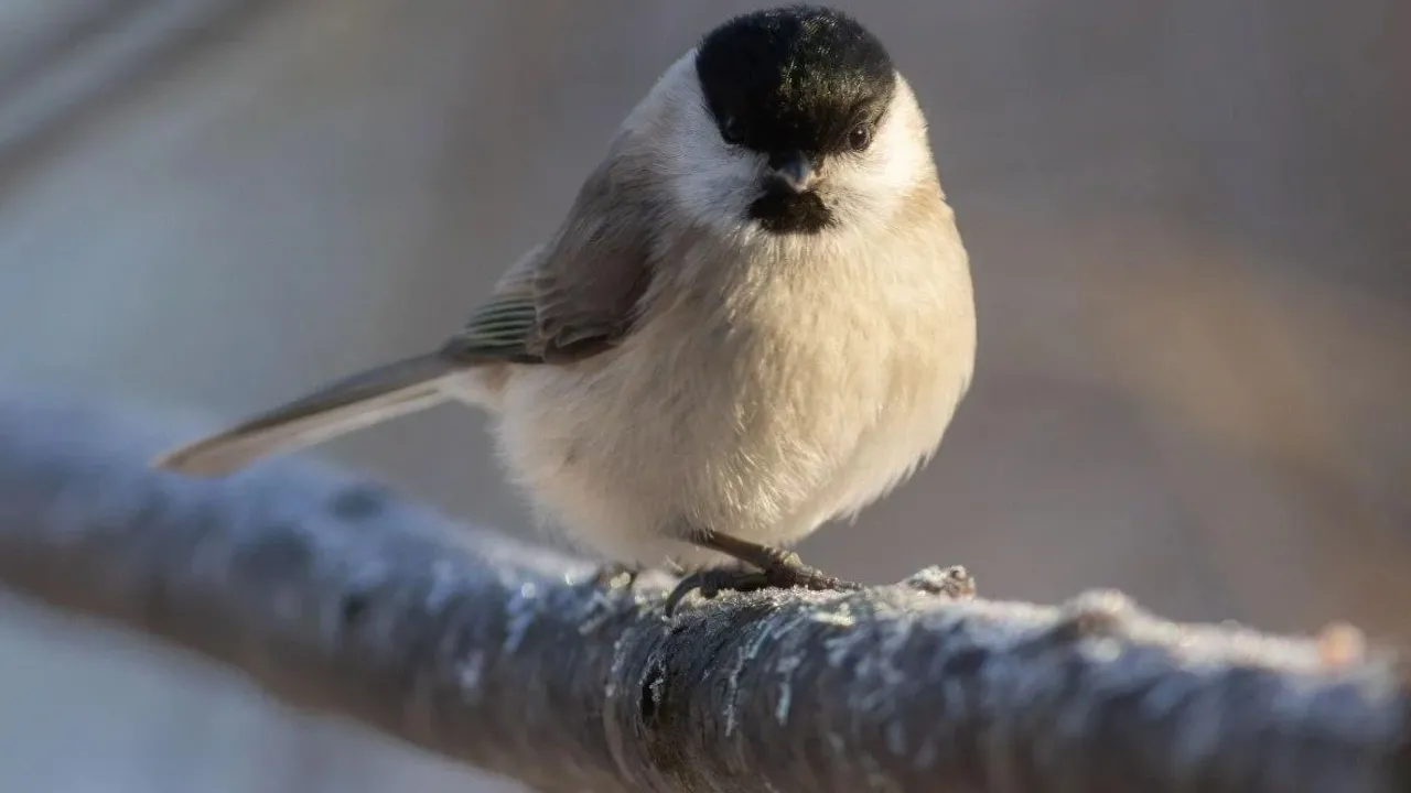 Погода порушить стереотип: прогноз синоптиків на 29 січня 