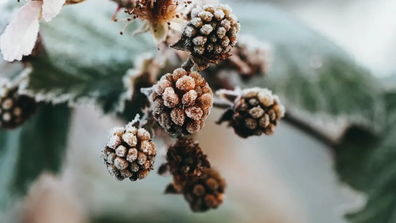 Синоптикиня назвала дату, коли в Україну прийде похолодання 