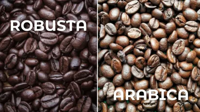 Арабіка чи Робуста? В чому різниця між цими кавовими зернами? - фото