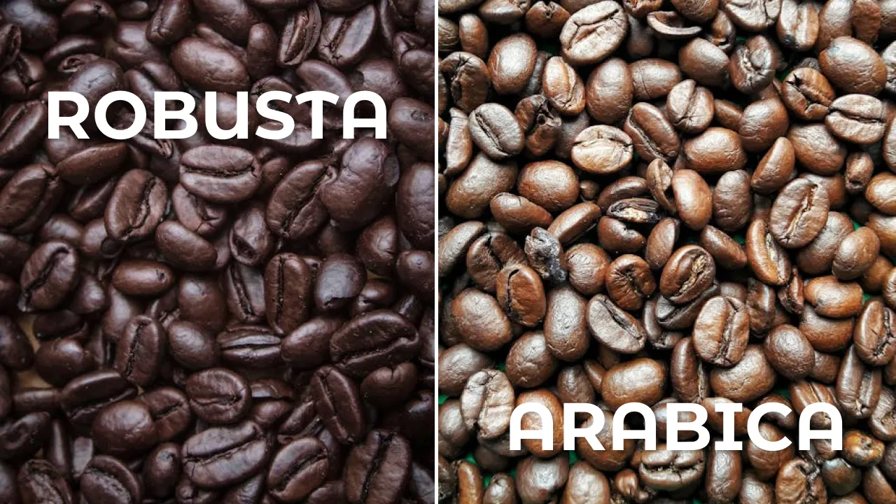 Арабіка чи Робуста? В чому різниця між цими кавовими зернами? 