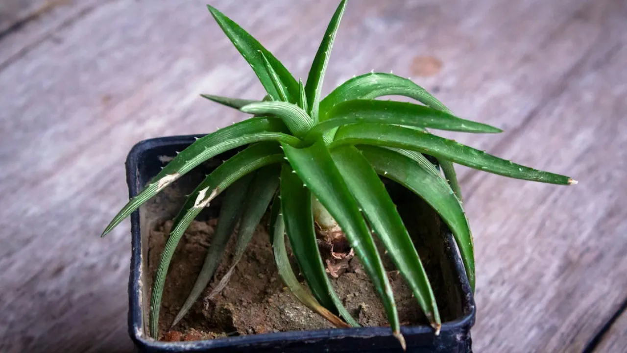 Дотримуйтеся цих простих правил і алое житиме багато років 