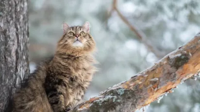 Україна зустріне лютий з дощами та похолоданням: прогноз синоптика - фото