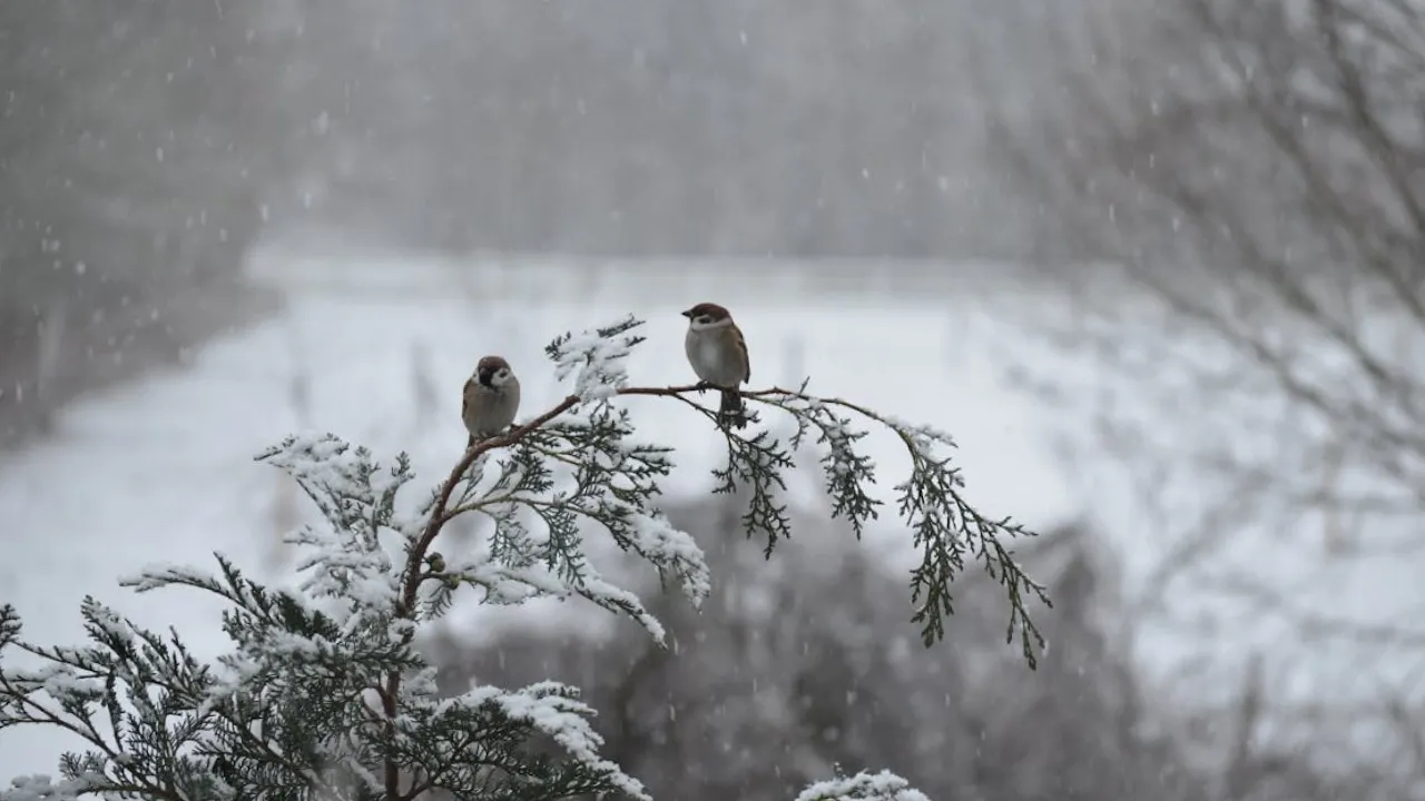 Де та коли в Україні чекати на сніг: прогноз синоптиків 
