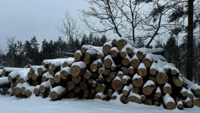 На Київщині судитимуть злочинну групу, яка незаконно вирубала дерева на 60 млн грн - фото