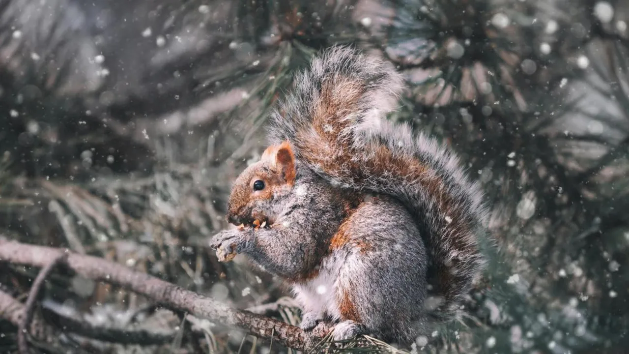 Цього тижня в Україну повернуться морози та засипле снігом - прогноз синоптиків 