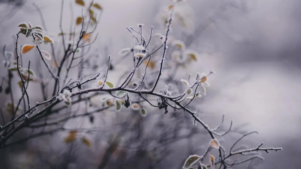 Якою буде погода 4 лютого: прогноз синоптикині 