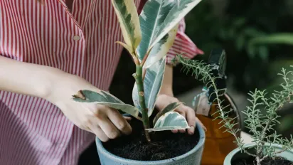 Невисокий та пишний: як прищипувати фікус, щоб він не ріс у висоту, а давав бічні пагони - фото